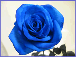 Blue Roses Symbolism In The Glass Menagerie 39